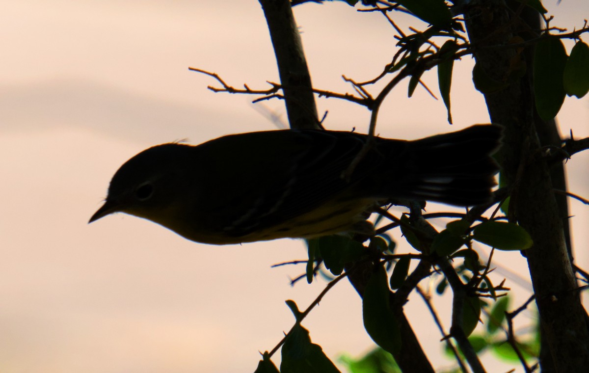 Magnolia Warbler - ML645475575