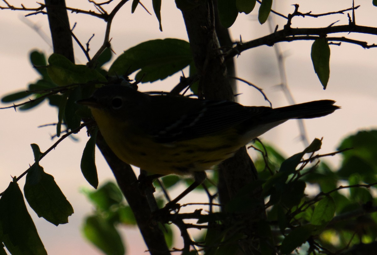 Magnolia Warbler - ML645475576