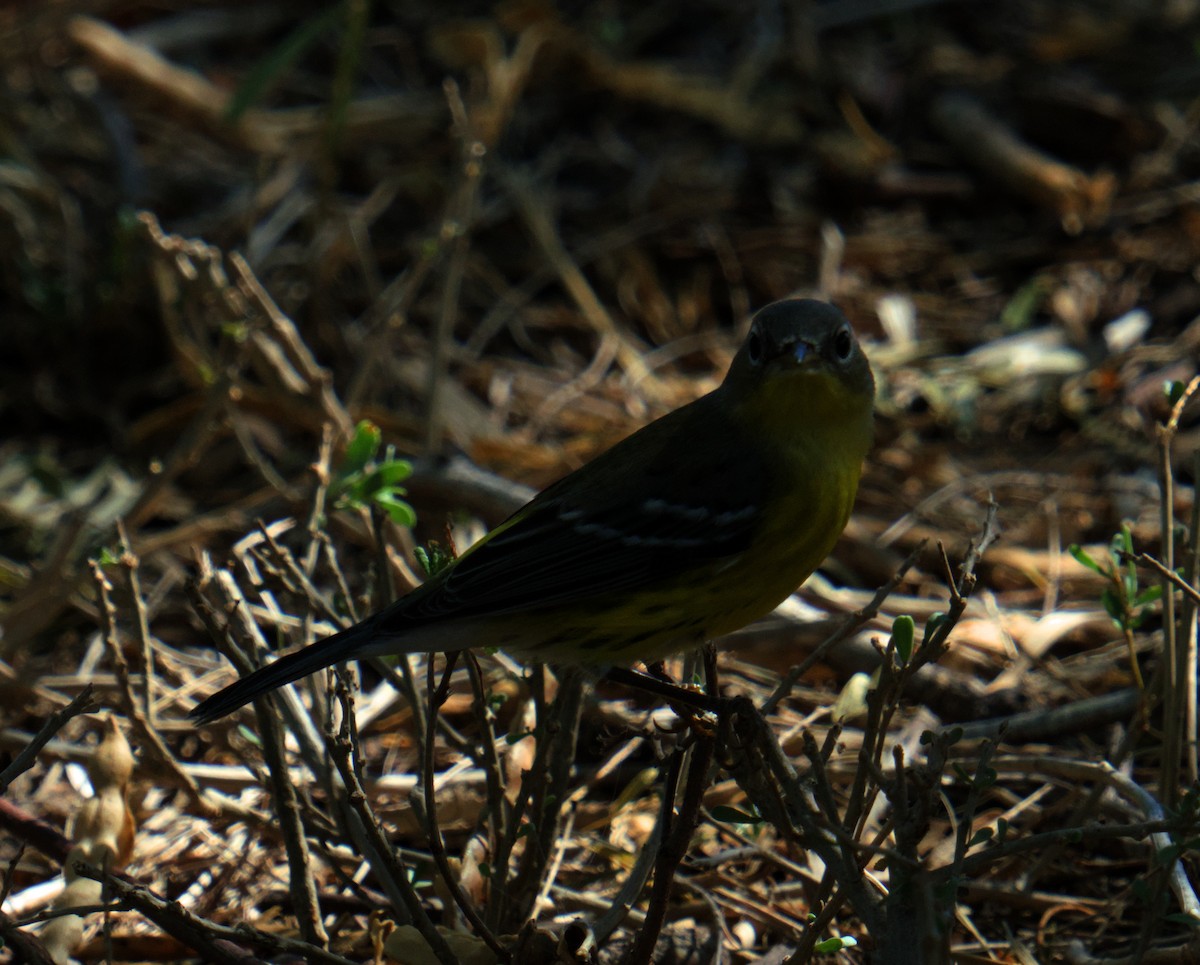 Magnolia Warbler - ML645475578