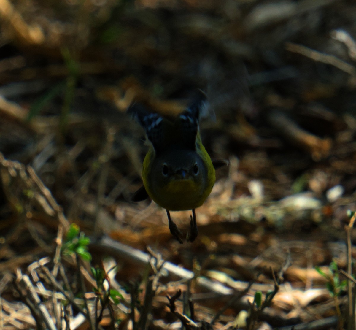 Magnolia Warbler - ML645475579