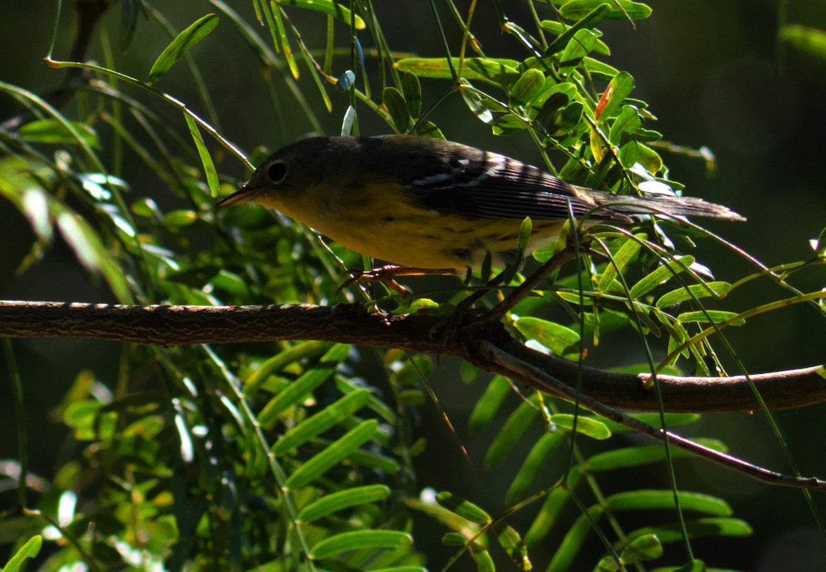 Magnolia Warbler - ML645475580