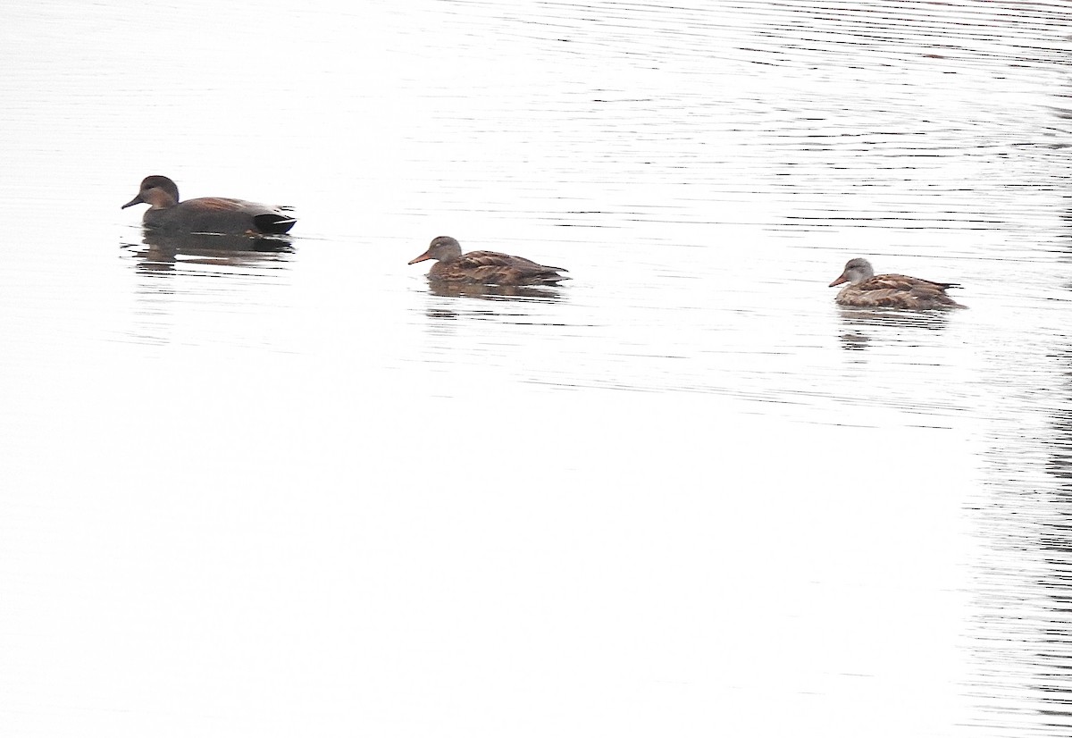 Boz Ördek - ML645475582