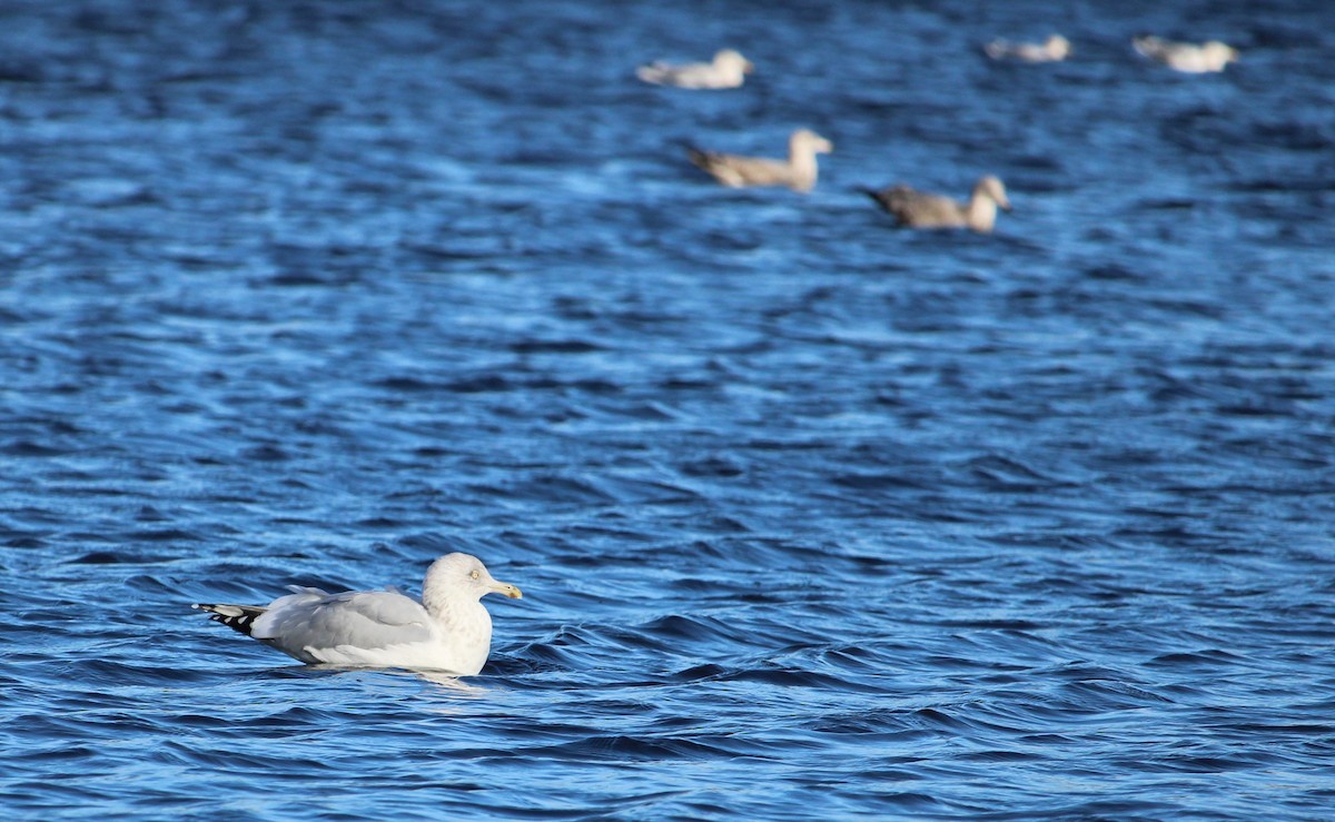 gull sp. - ML645475587