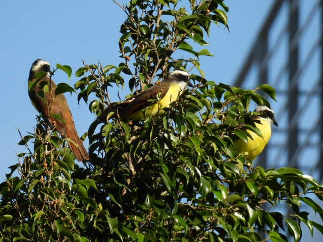 Красношапочный бентеви - ML645475591