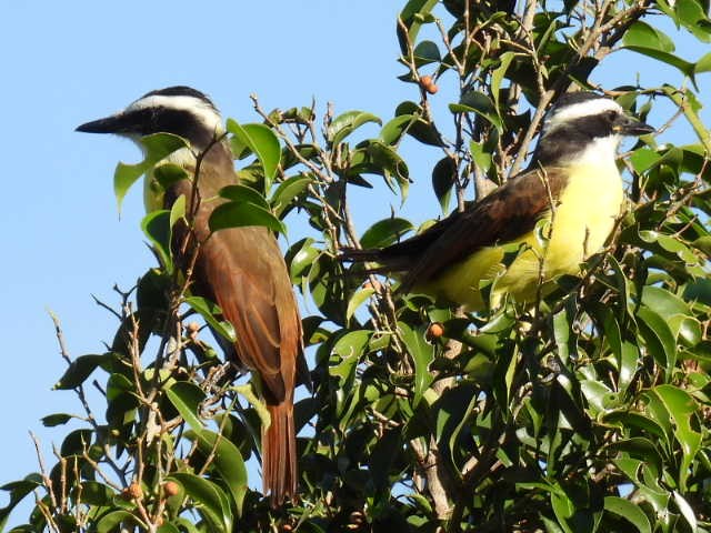 Красношапочный бентеви - ML645475592