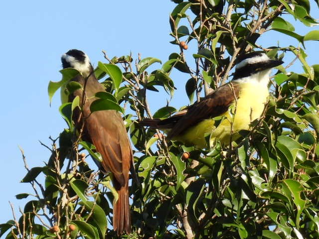 Красношапочный бентеви - ML645475593