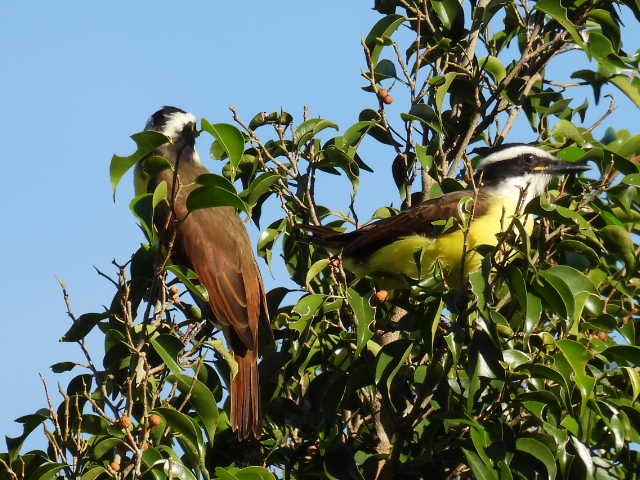 Красношапочный бентеви - ML645475594