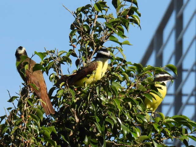 Красношапочный бентеви - ML645475595