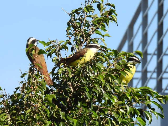 Красношапочный бентеви - ML645475596