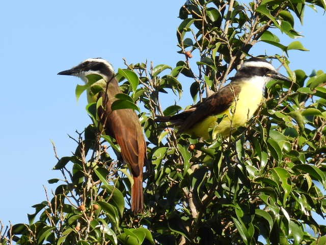 Красношапочный бентеви - ML645475597