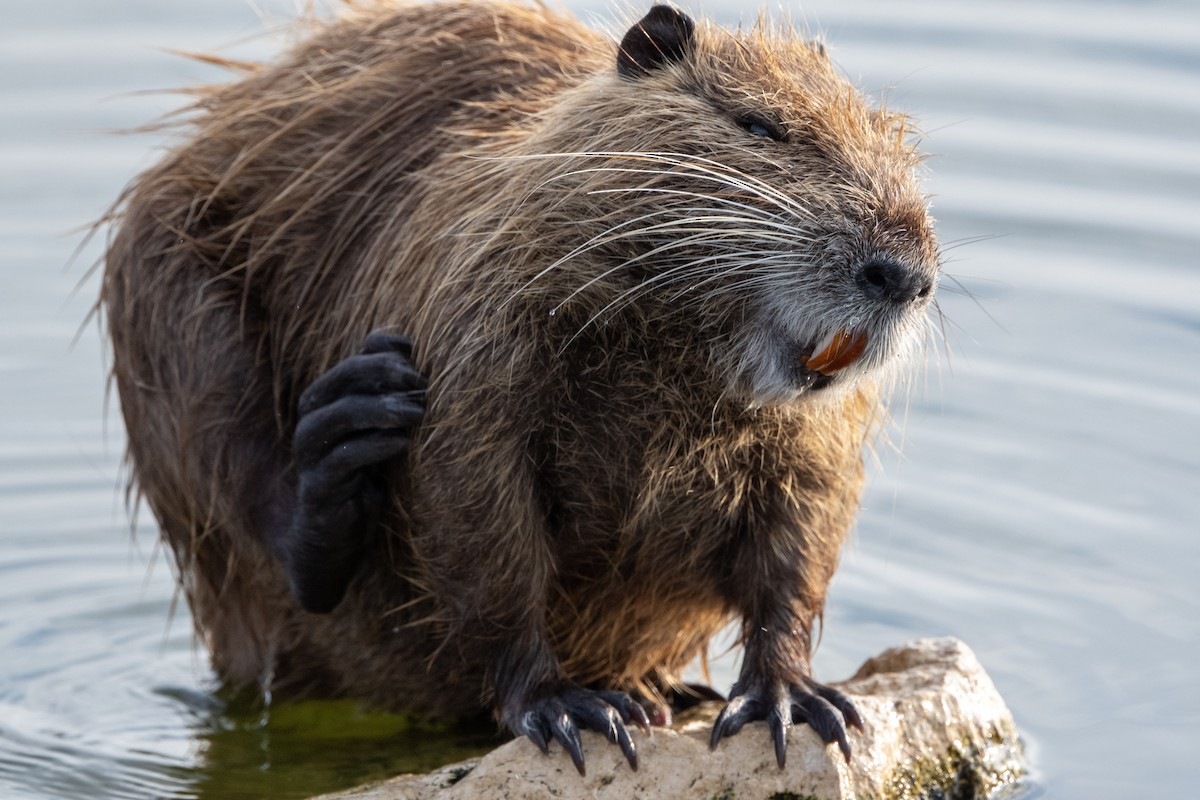 Coypu - ML645475599