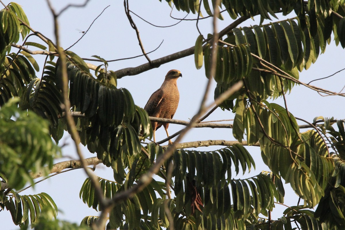 サバンナノスリ - ML645475603