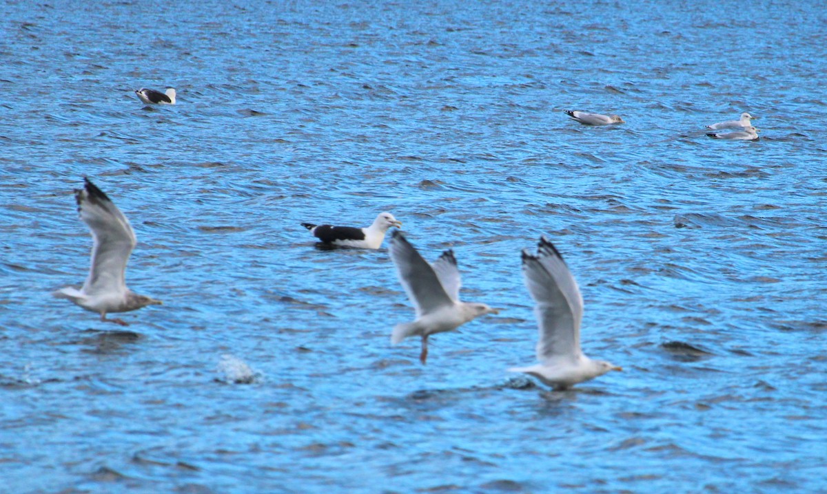 Büyük Kara Sırtlı Martı - ML645475608