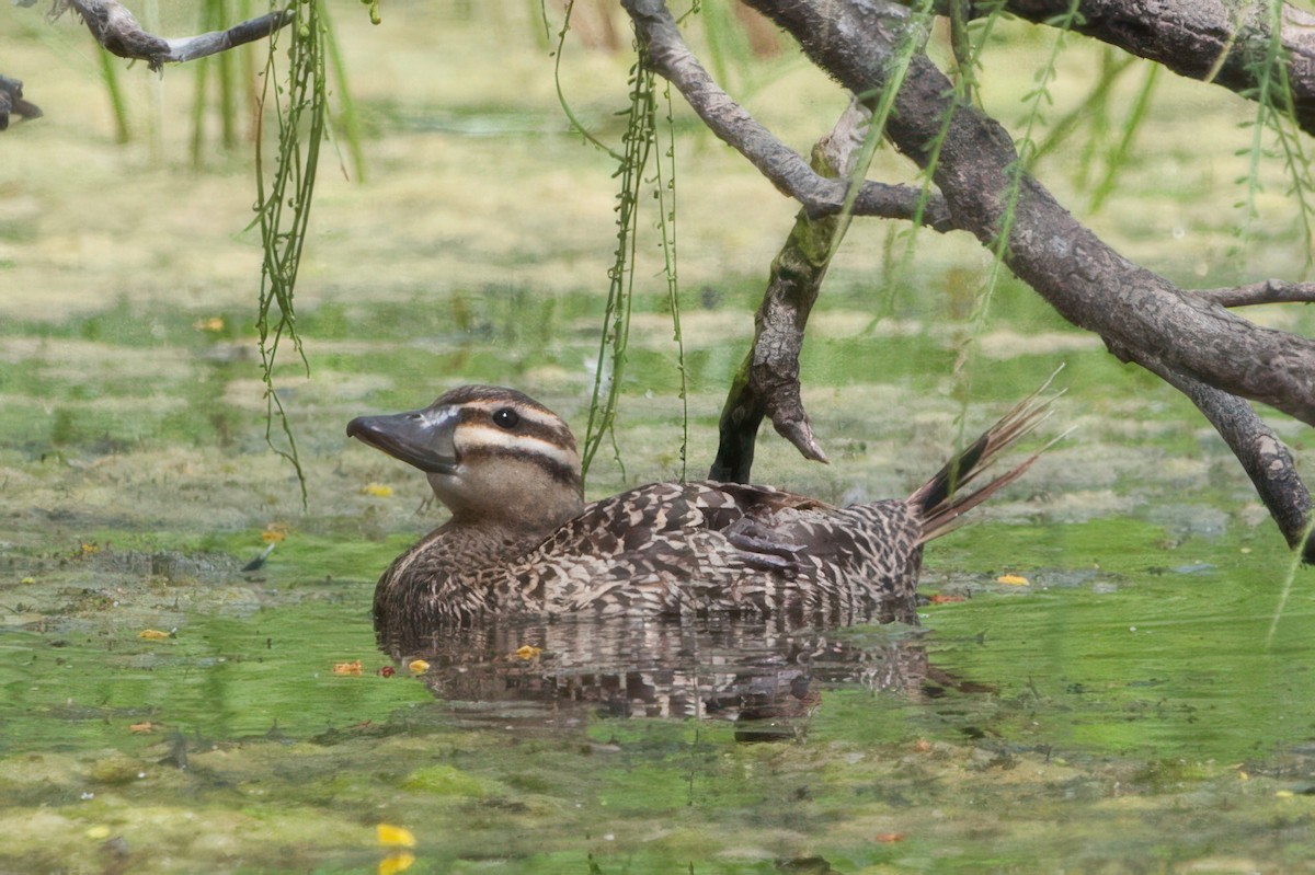 Савка маскова - ML645475615