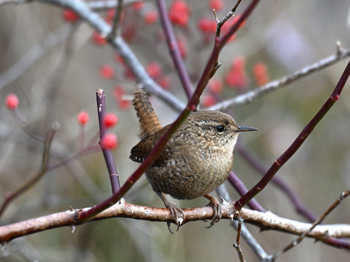 Winter Wren - ML645475624