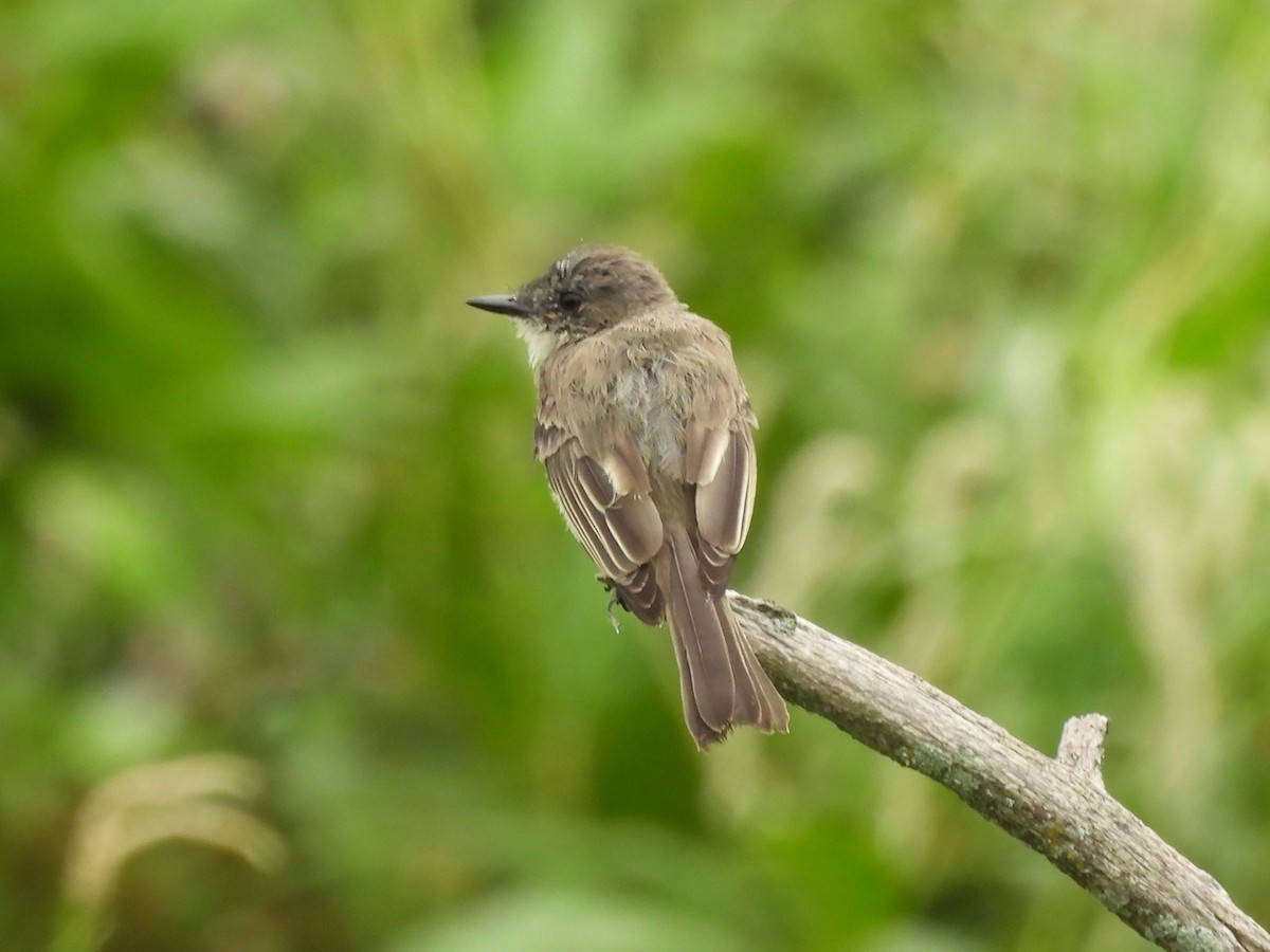 Eastern Phoebe - ML645475629