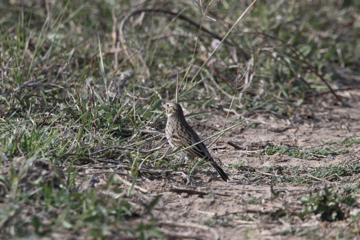 Vesper Sparrow - ML645475633