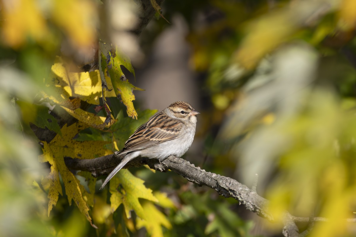 Chipping Sparrow - ML645475635