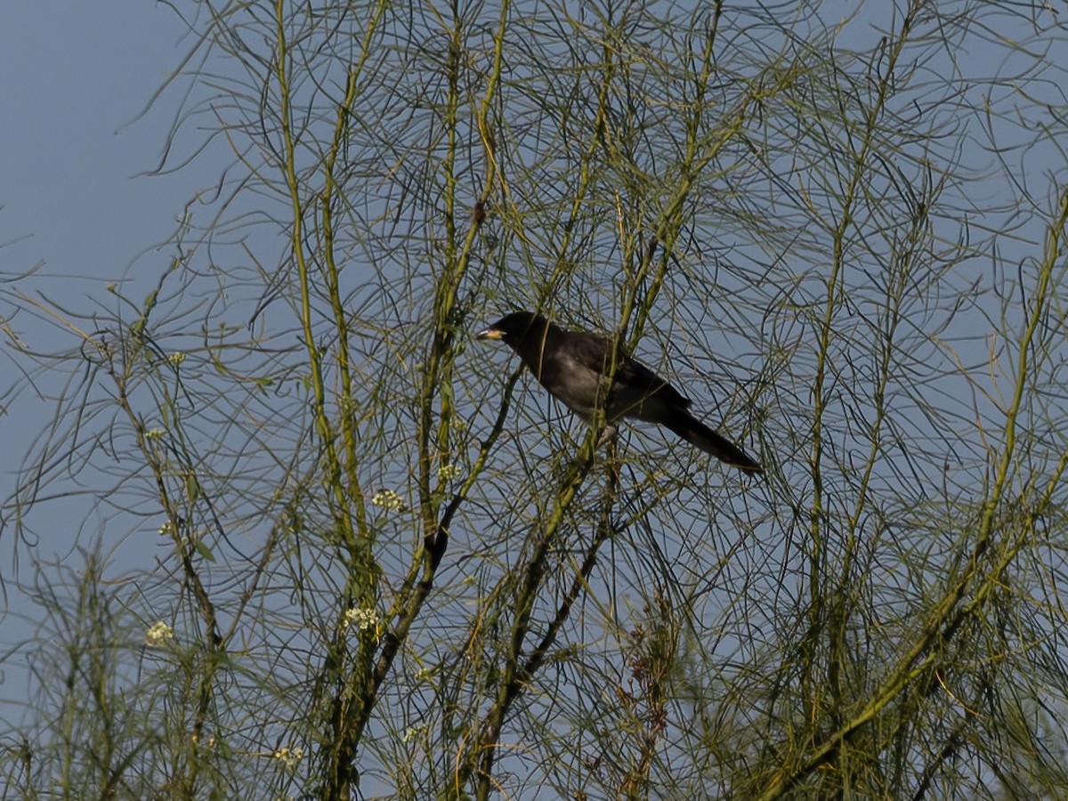 Brown Jay - ML645475648