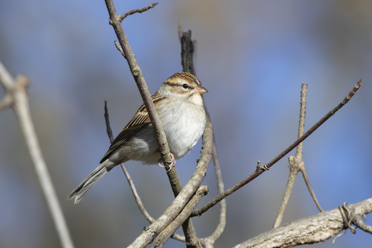 Chipping Sparrow - ML645475649