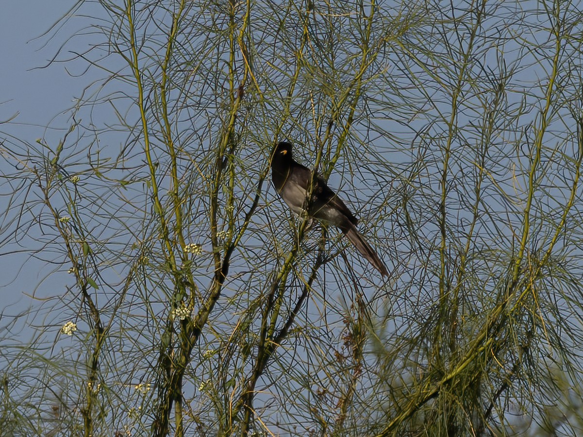 Brown Jay - ML645475650