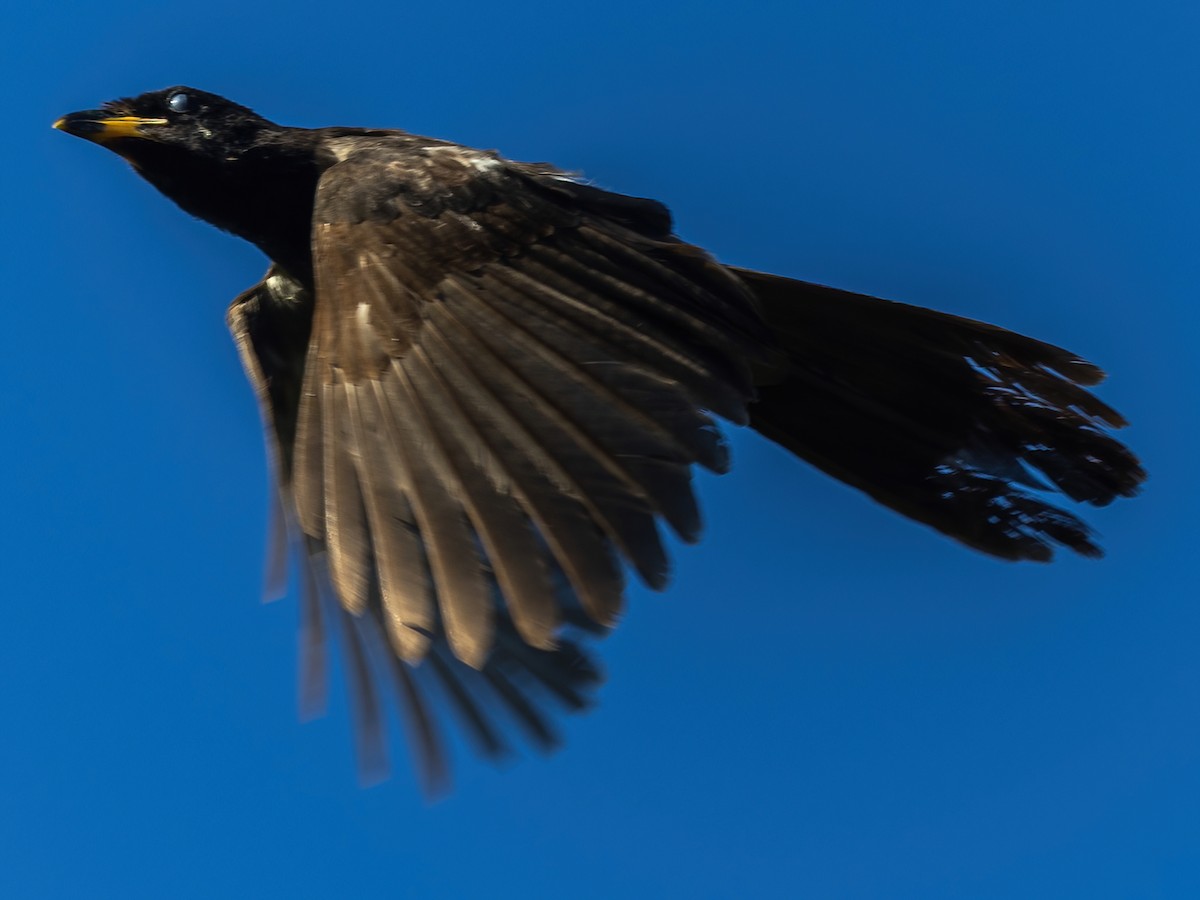 Brown Jay - ML645475651