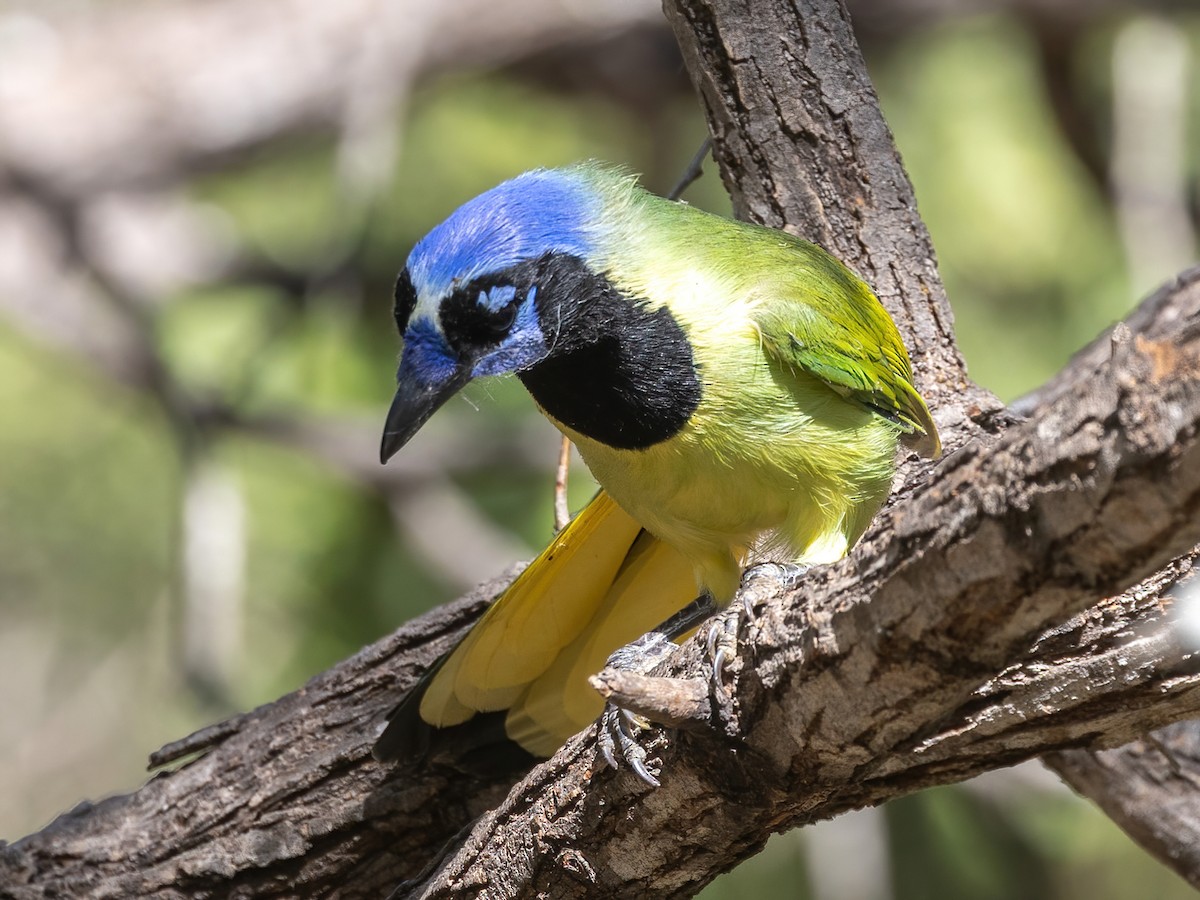 Geai vert - ML645475675