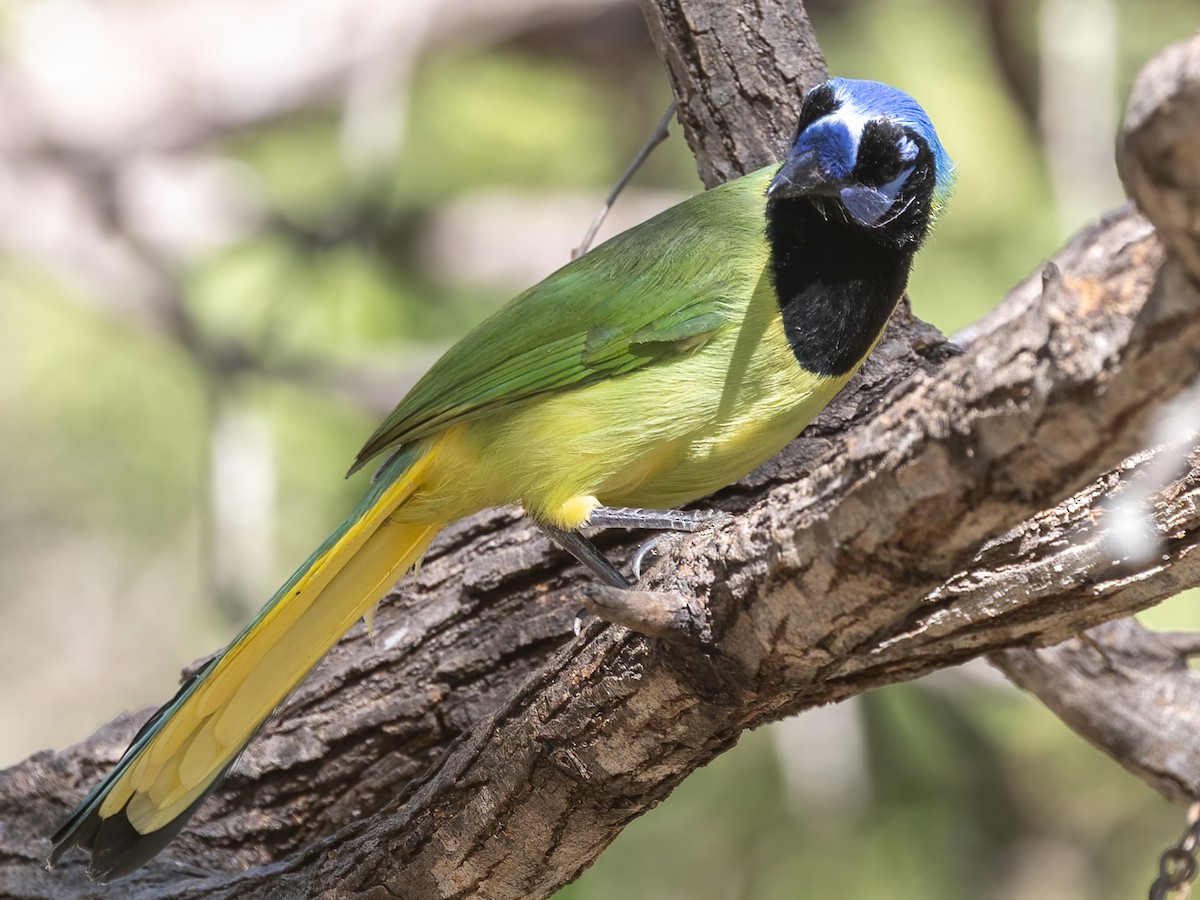 Geai vert - ML645475676