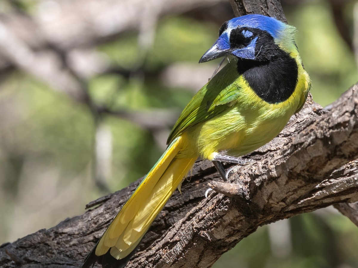 Geai vert - ML645475677