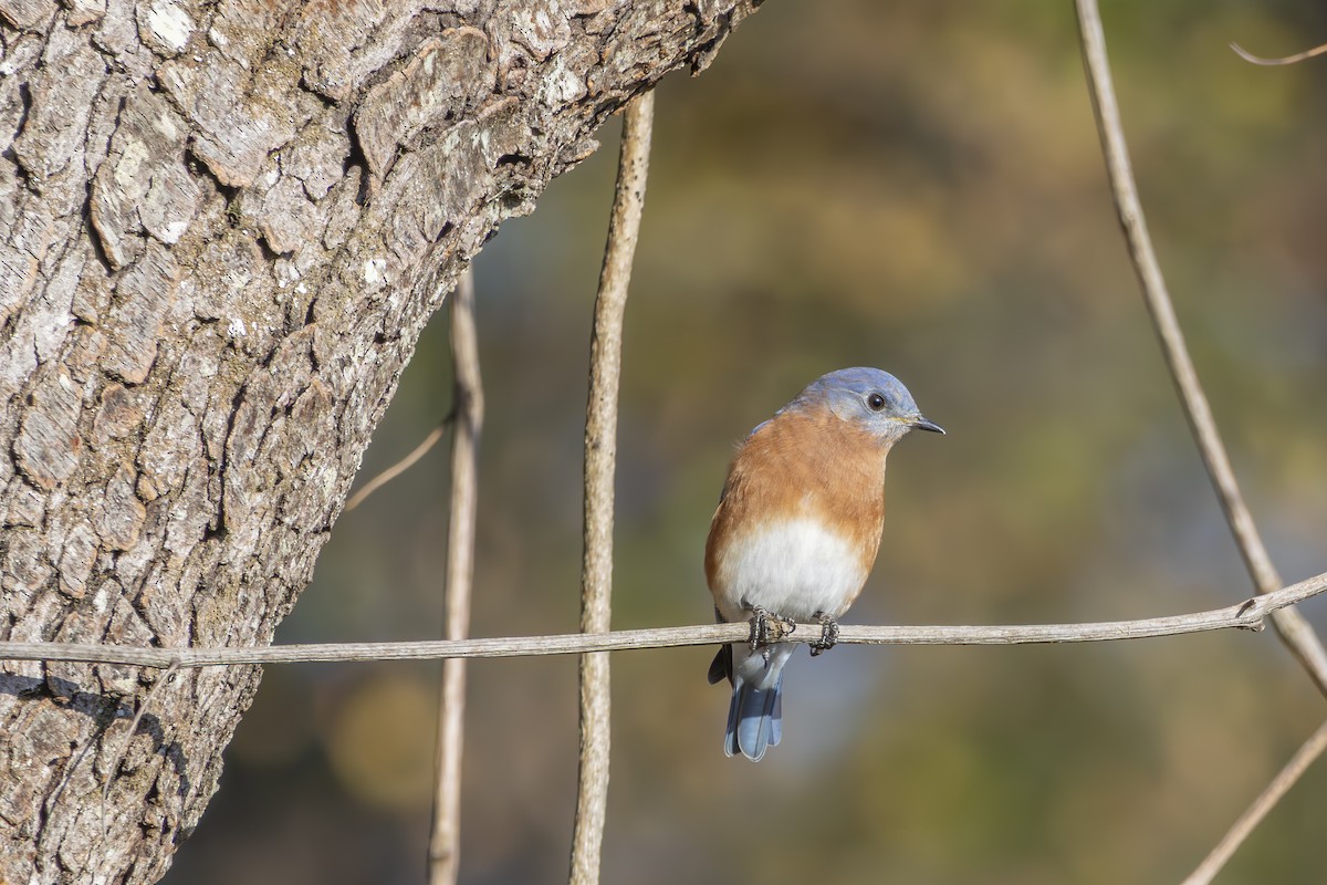 Eastern Bluebird - ML645475684