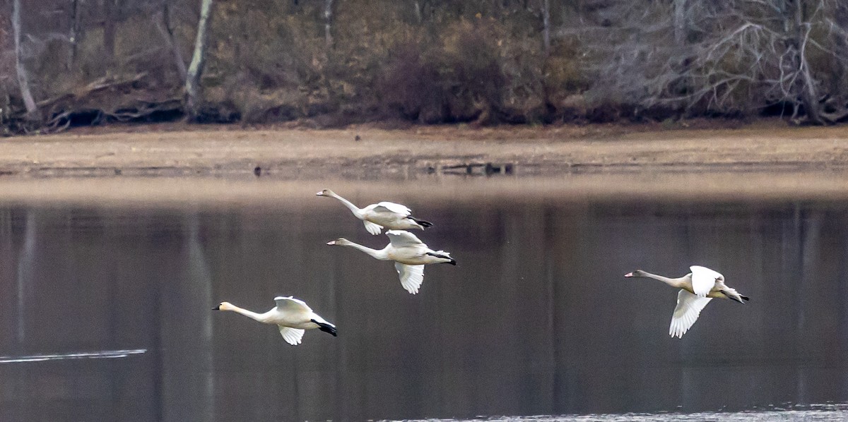 Tundra Swan - ML645475698