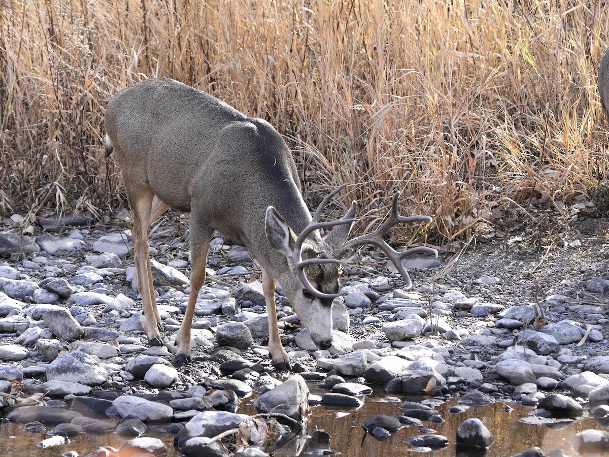 Mule Deer - ML645475700