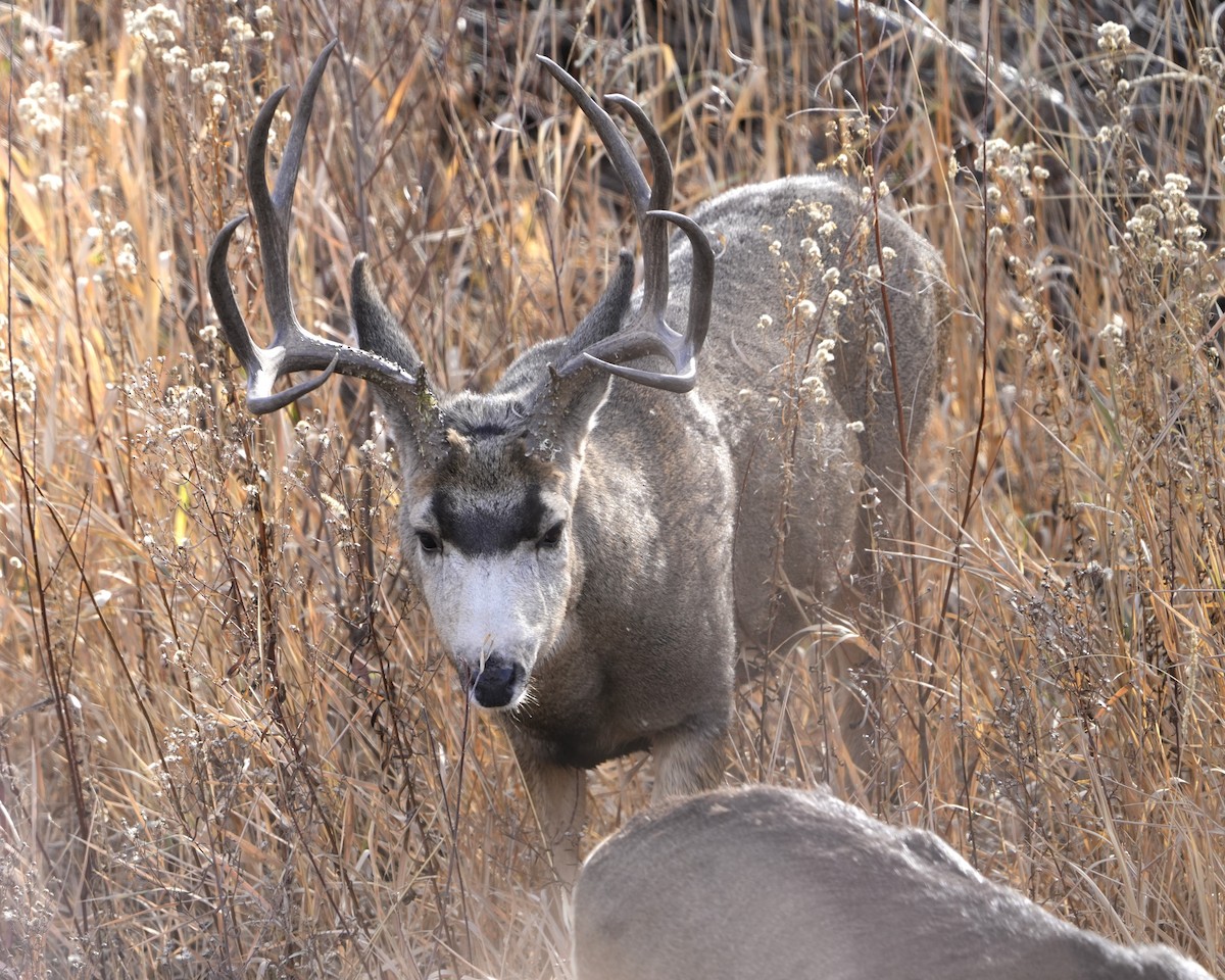 Mule Deer - ML645475701