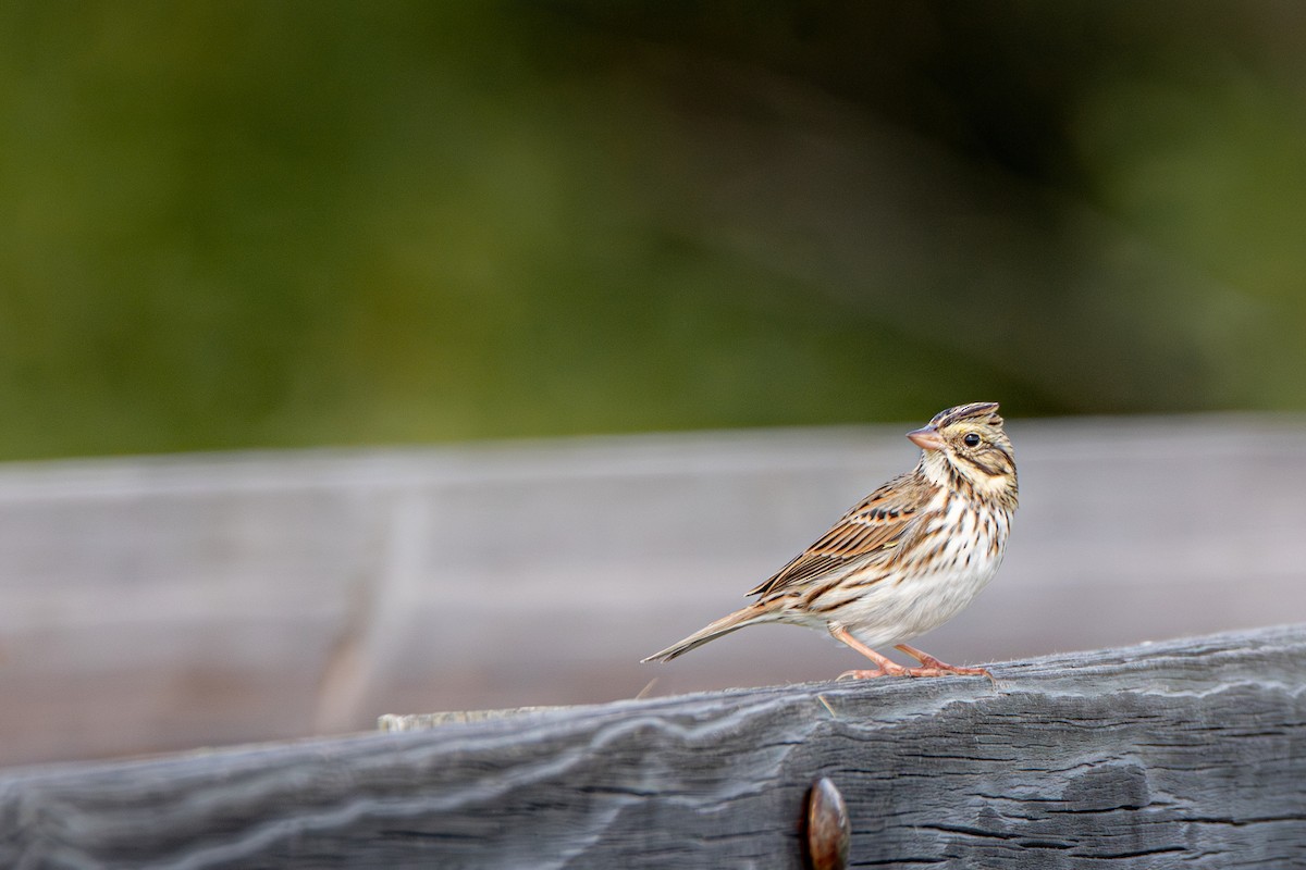 Savannah Sparrow (Savannah) - ML645475704