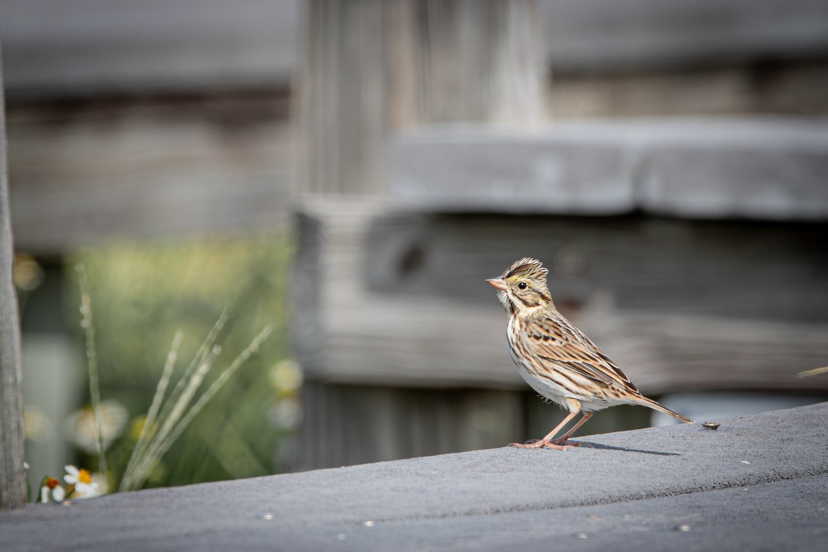 Savannah Sparrow (Savannah) - ML645475705