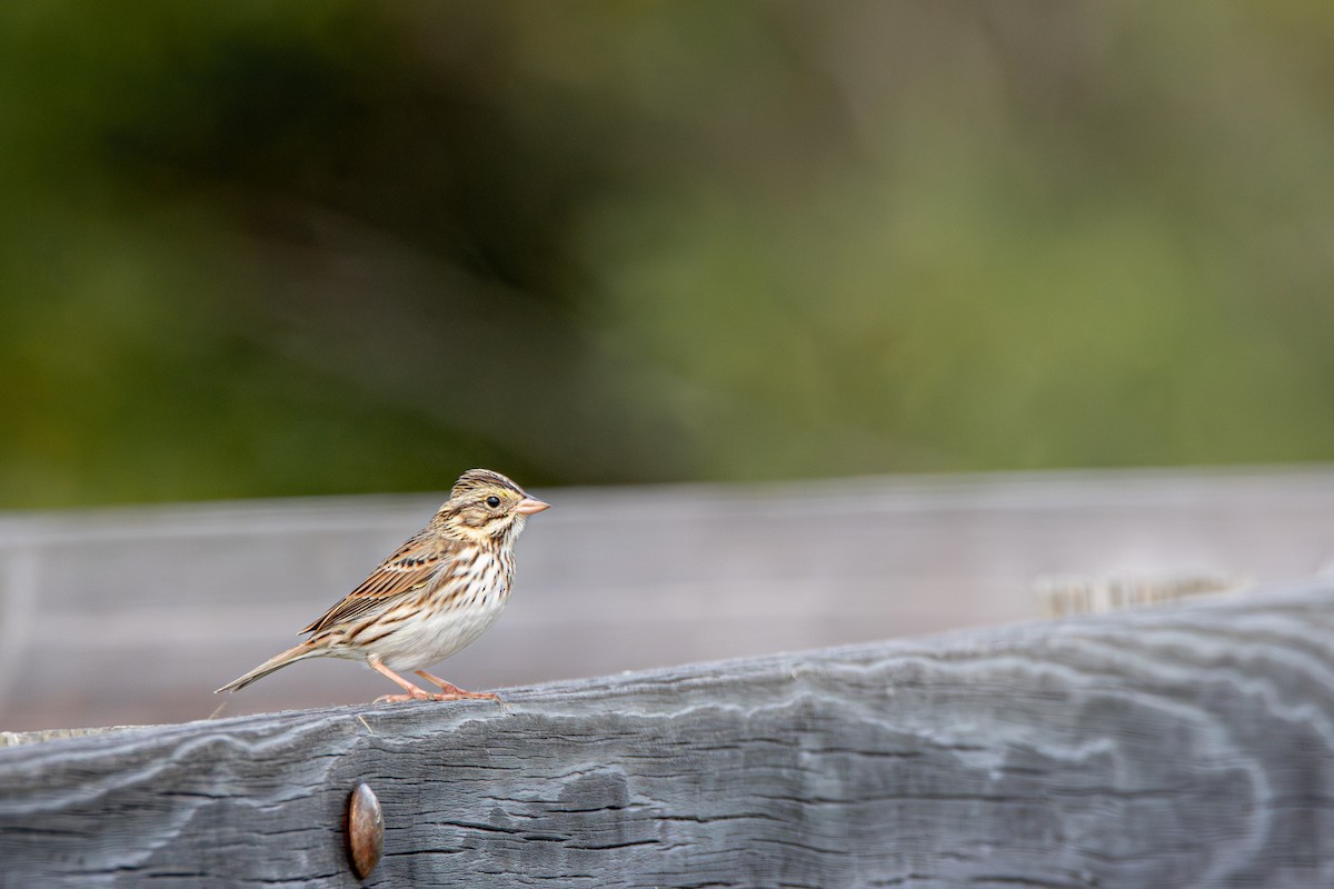 Savannah Sparrow (Savannah) - ML645475706