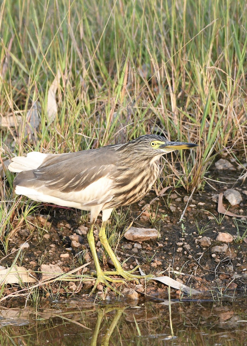 Indian Pond-Heron - ML645475713