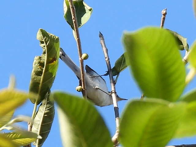 Голубая комароловка [группа obscura] - ML645475719