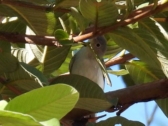 Голубая комароловка [группа obscura] - ML645475720