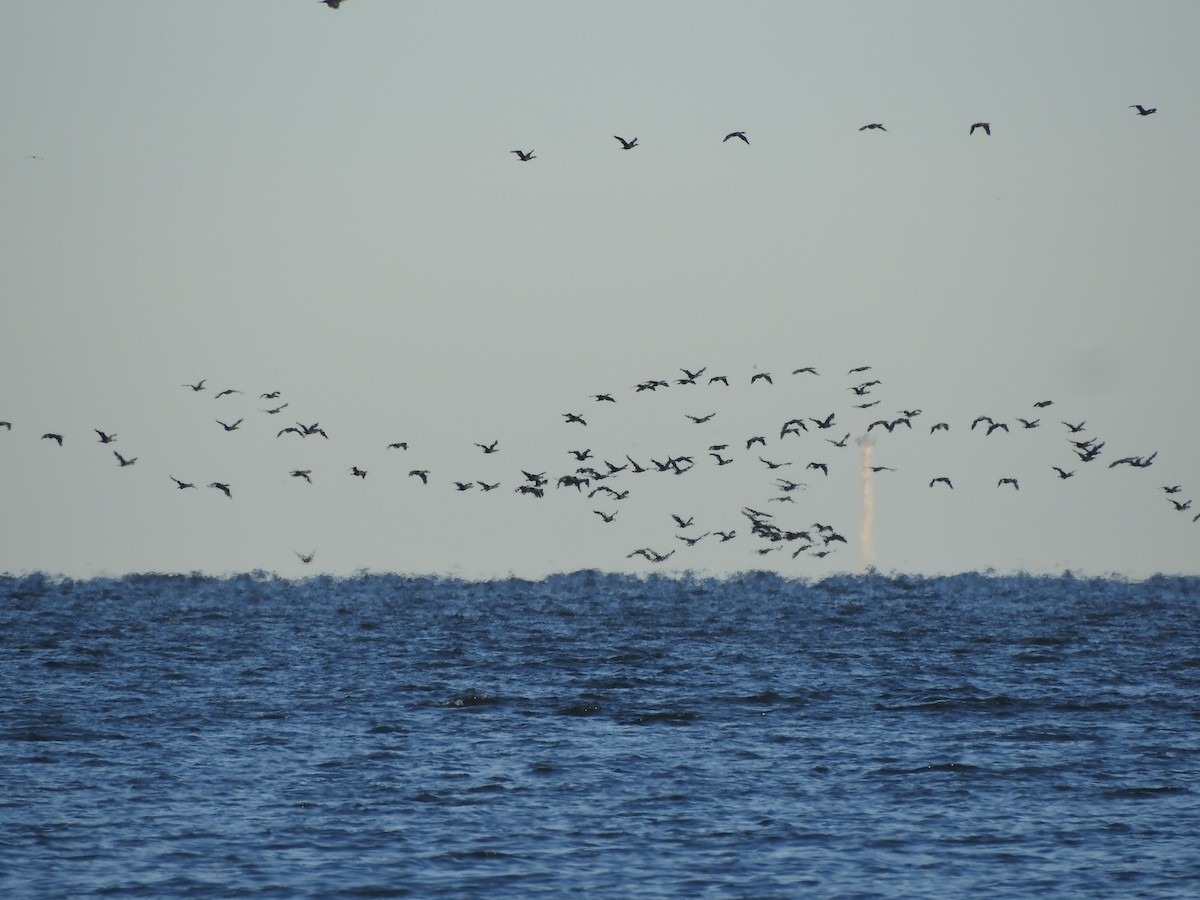 Cormoran à aigrettes - ML645475732