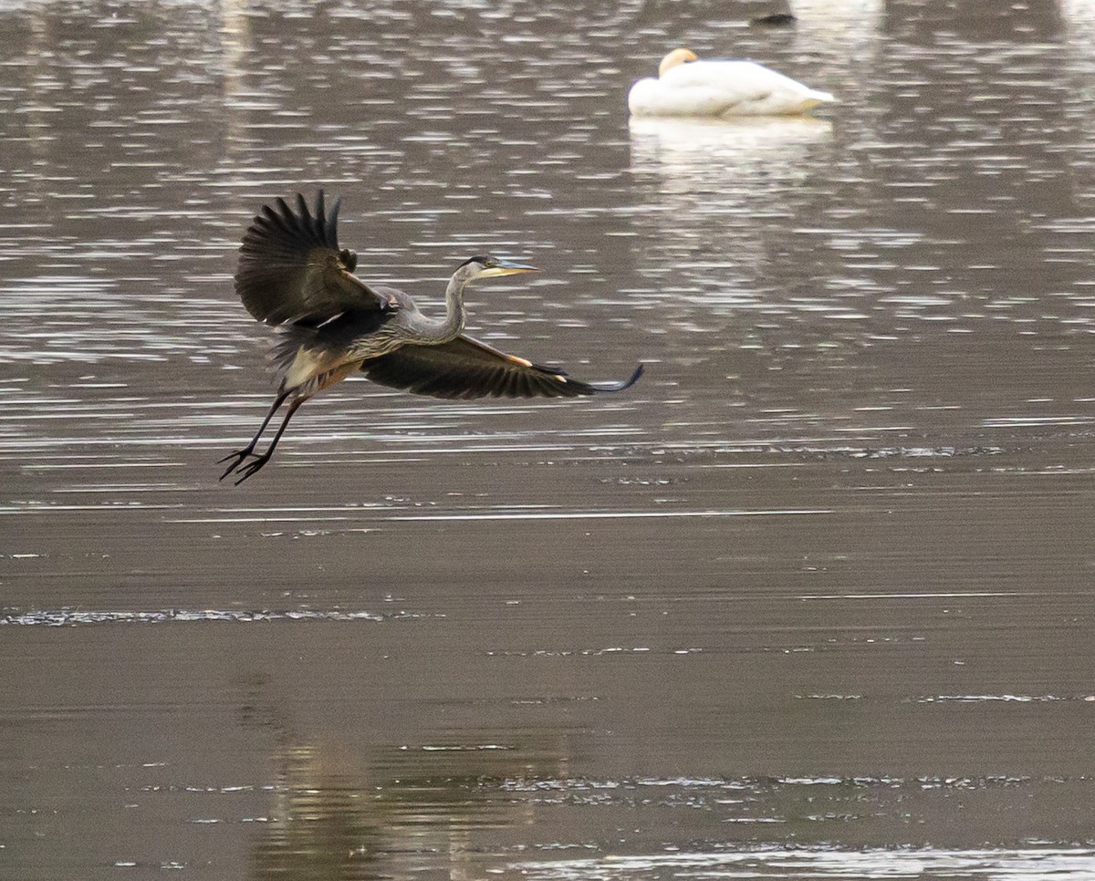 Great Blue Heron - ML645475733