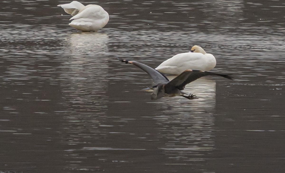 Great Blue Heron - ML645475738