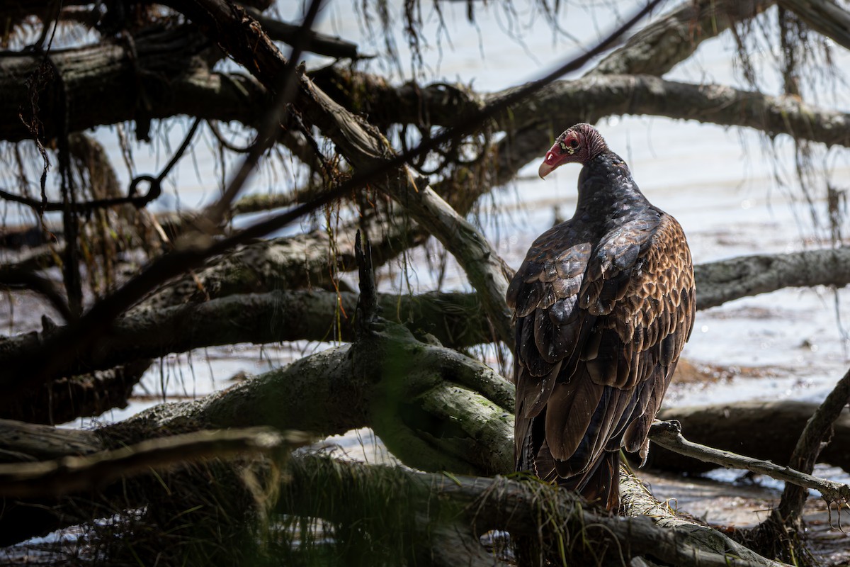 Turkey Vulture - ML645475740