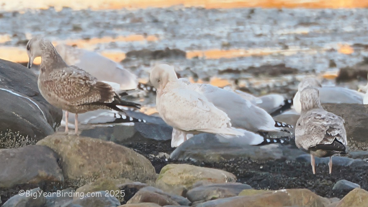 Gavión Hiperbóreo - ML645475741