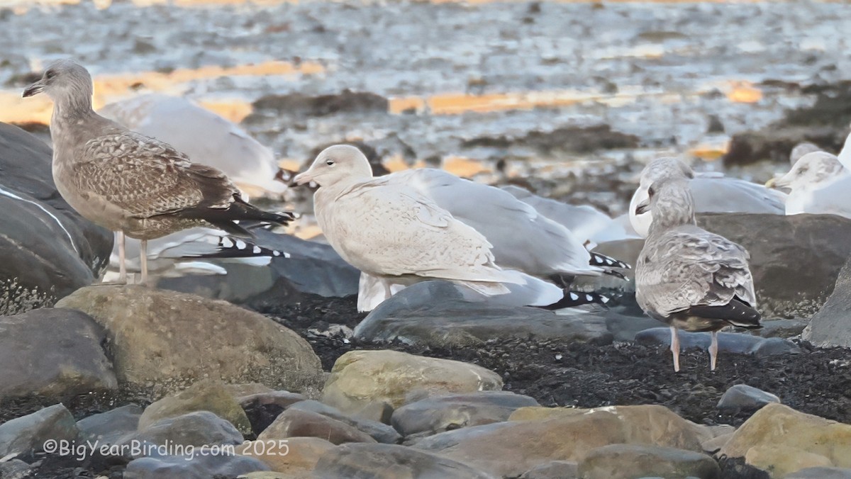 Gavión Hiperbóreo - ML645475742