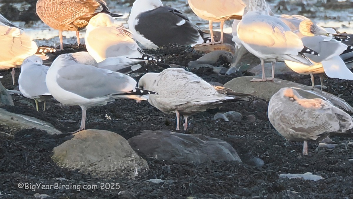 Gavión Hiperbóreo - ML645475743