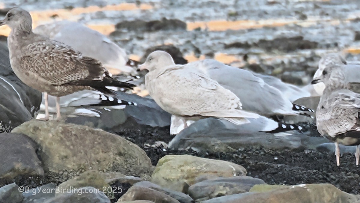 Gavión Hiperbóreo - ML645475744