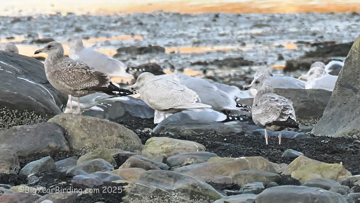Gavión Hiperbóreo - ML645475745