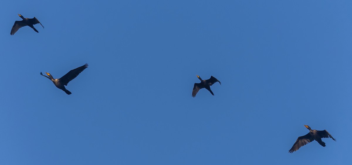 Cormoran à aigrettes - ML645475753