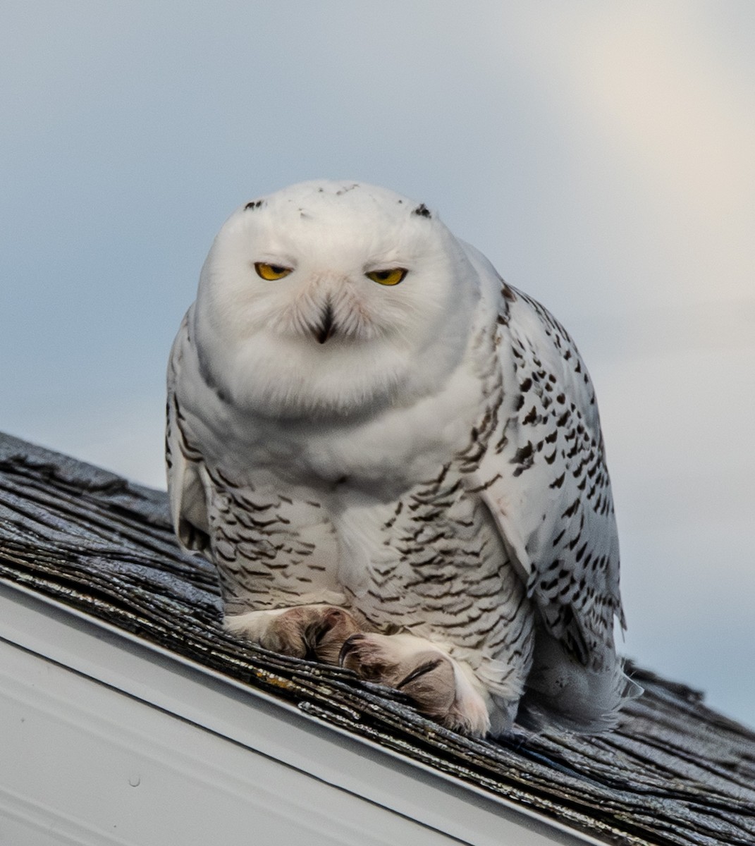 Snowy Owl - ML645475757